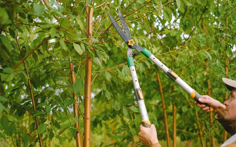 Tree trimming in Kingwood, WV